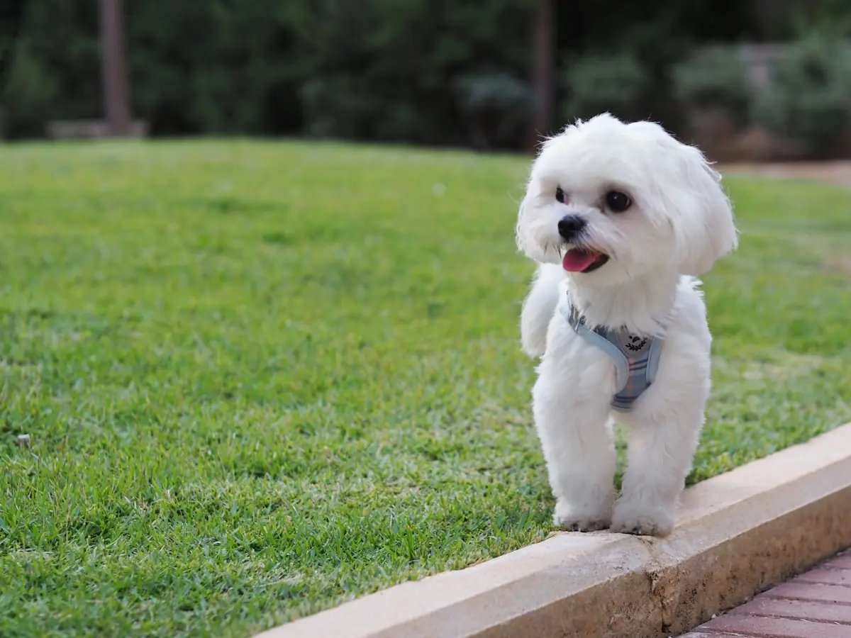 Small dog settled at home